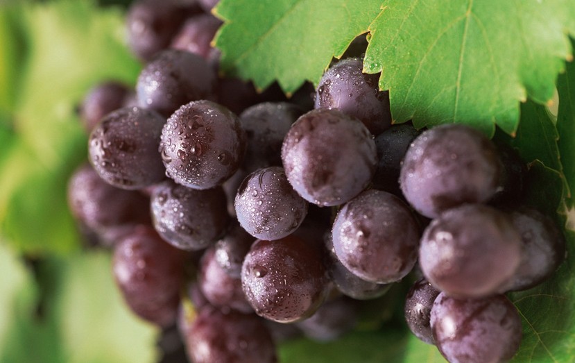 “葡萄美酒夜光杯”，敦煌陽關(guān)葡萄最甜美