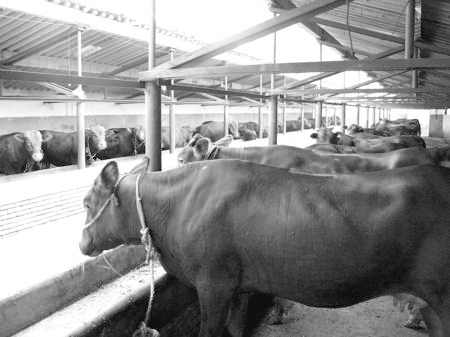 產(chǎn)業(yè)發(fā)展看平?jīng)觥捌經(jīng)黾t?！眽?nèi)開花墻外紅