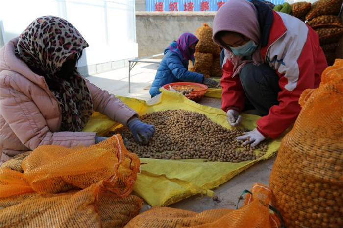 了不起！甘肅定西馬鈴薯良種出口7個國家