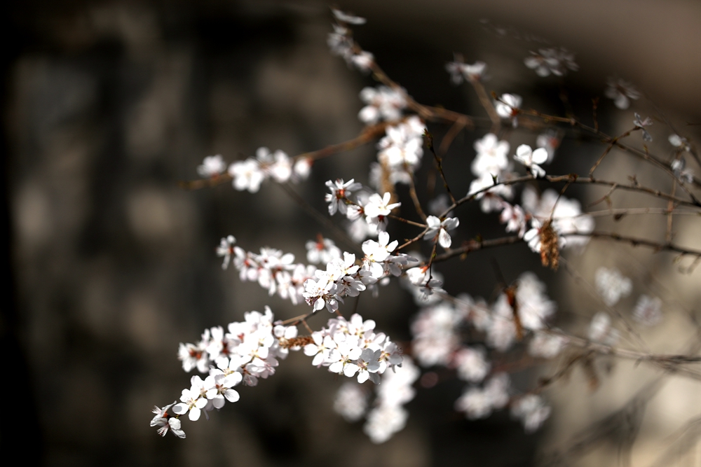 海報(bào)|花開(kāi)隴原，甘肅這些景區(qū)正在復(fù)蘇！