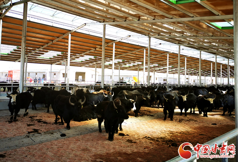 【甘肅省決戰(zhàn)決勝脫貧攻堅】農(nóng)牧結(jié)合養(yǎng)起“脫貧?！?產(chǎn)業(yè)增效共唱“致富歌”