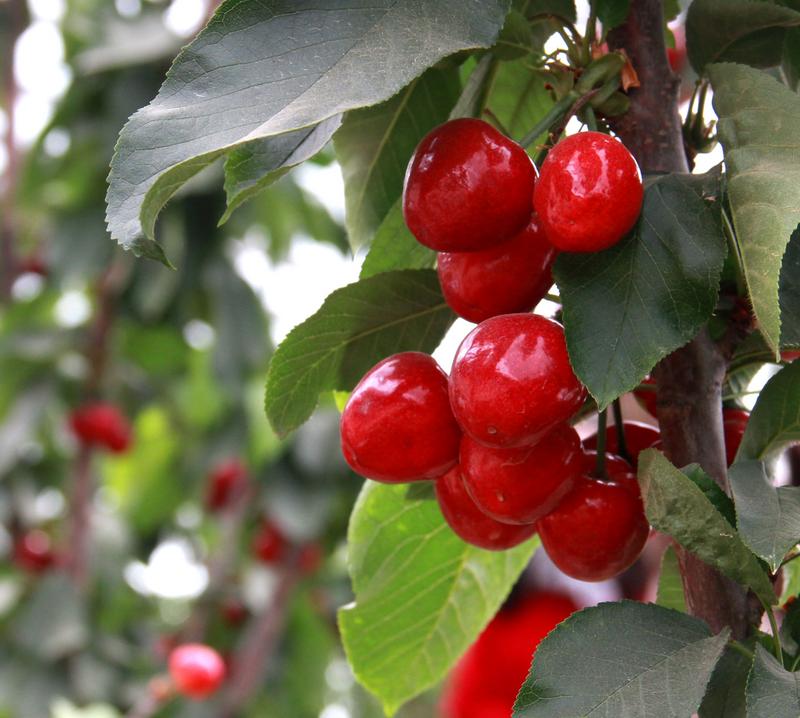 趕緊約起來！民勤紅旗谷櫻桃采摘園開園啦！