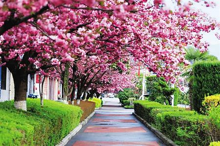 【印象隴原】去兩當(dāng)，與櫻花赴約