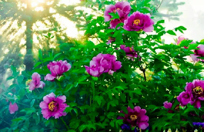 【“甘味”故事】“百花王”駕到！國色傾城正當(dāng)時