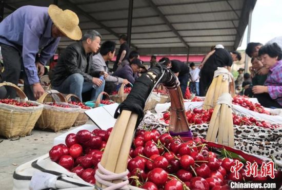 天水農戶致富“有方” “靠山吃山”發(fā)展林果業(yè)助增收