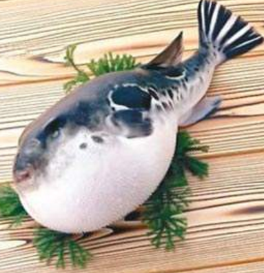 蘭州市市場(chǎng)監(jiān)督管理局發(fā)布通告禁止違法加工、經(jīng)營(yíng)河豚魚