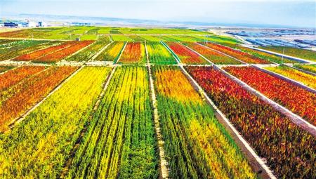 拉開架勢(shì)興產(chǎn)業(yè)——武威天?？h發(fā)展特色農(nóng)業(yè)綜述