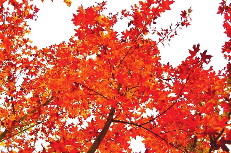 出彩啦！蘭州高校秋景驚艷來襲，快到秋日調(diào)色盤里pick你的母校