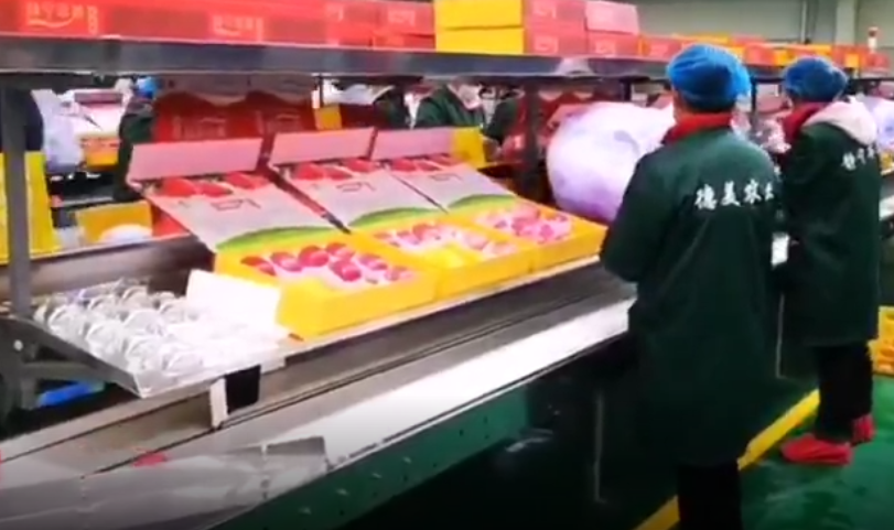 【獨(dú)家視頻】快訊丨甘肅省委副書記、代省長(zhǎng)任振鶴在靜寧縣調(diào)研蘋果產(chǎn)業(yè)發(fā)展