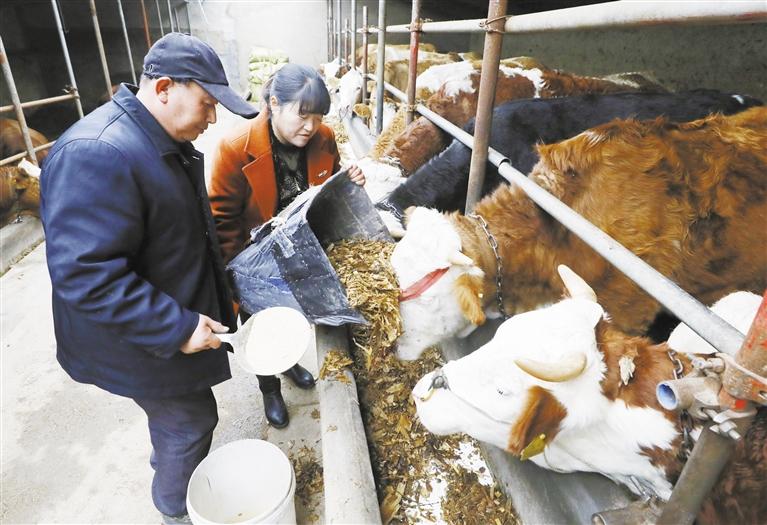 我和我的家鄉(xiāng)丨定西臨洮縣黨家墩村：“?！碑a(chǎn)業(yè)帶來“牛”日子