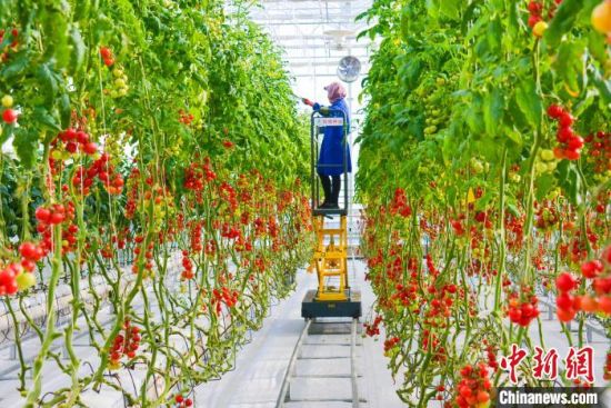 甘肅酒泉：種菜“抗寒”又“抗旱”戈壁農(nóng)業(yè)一路走來(lái)磨礪多
