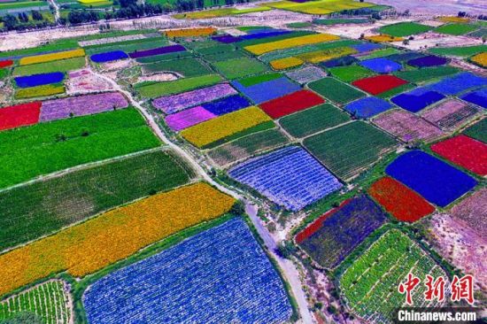 甘肅酒泉：除了天時(shí)地利，還有一“種”力