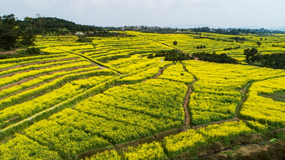 千余畝油菜花盛開。廖濤 攝