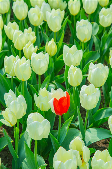 花叢中，別具一格。羅云希 攝