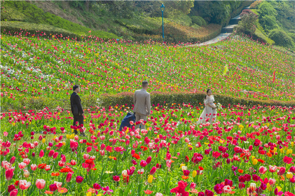 花海間，拍上一組美美的婚紗照。羅云希 攝