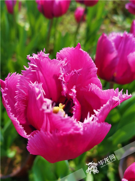 特色郁金香品種，花邊呈鋸齒狀。華龍網(wǎng)—新重慶客戶端記者 舒婷 攝