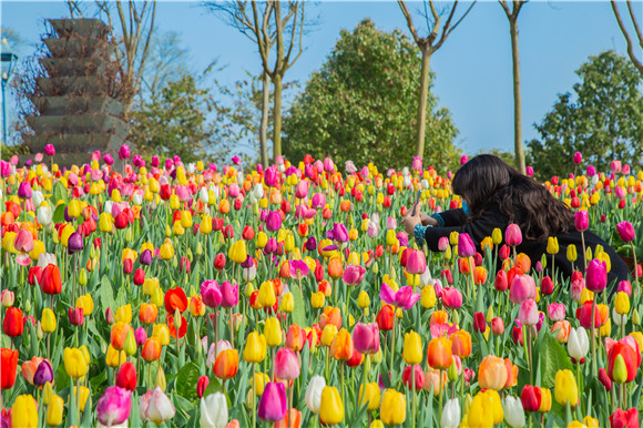 五顏六色郁金香花海。羅云希 攝