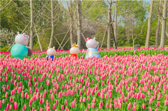 長壽湖郁金香次第開放。羅云希 攝