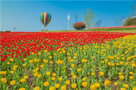 長壽湖郁金香開得正好。羅云希 攝