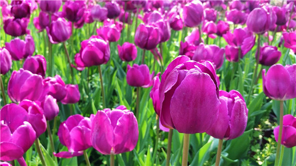 紫色郁金香。華龍網(wǎng)—新重慶客戶端袁舒含 攝