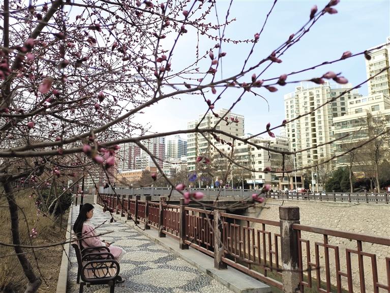 蘭州“第一朵花”開了！