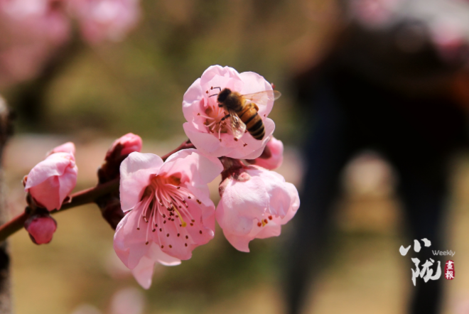 【小隴畫報·113期】最美人間四月天，灼灼桃花映秦安