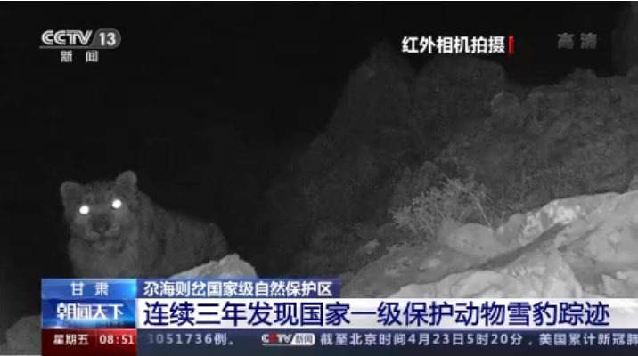 “大貓”出沒(méi)！甘肅尕海則岔保護(hù)區(qū)連續(xù)三年發(fā)現(xiàn)雪豹蹤跡