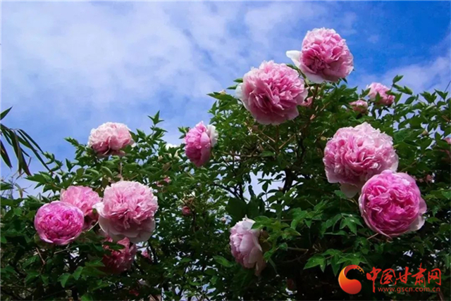 【五一游甘肅】暢游“臨洮縣紫斑牡丹文化旅游節(jié)”，這份攻略請收下！