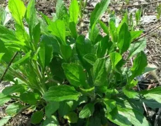 注意！路邊的野菜可不能亂采