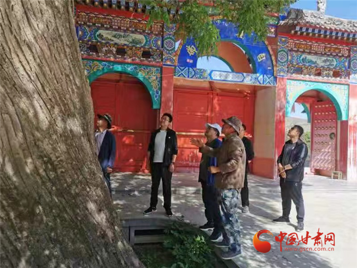 蘭州榆中：為古樹“體檢” 科學保護助其延年益壽