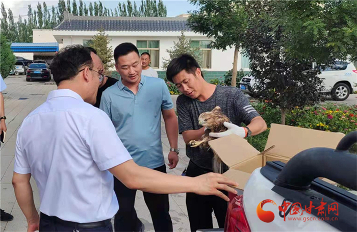 酒泉瓜州：國家二級保護(hù)動(dòng)物鵟“落難” 群眾熱心救助