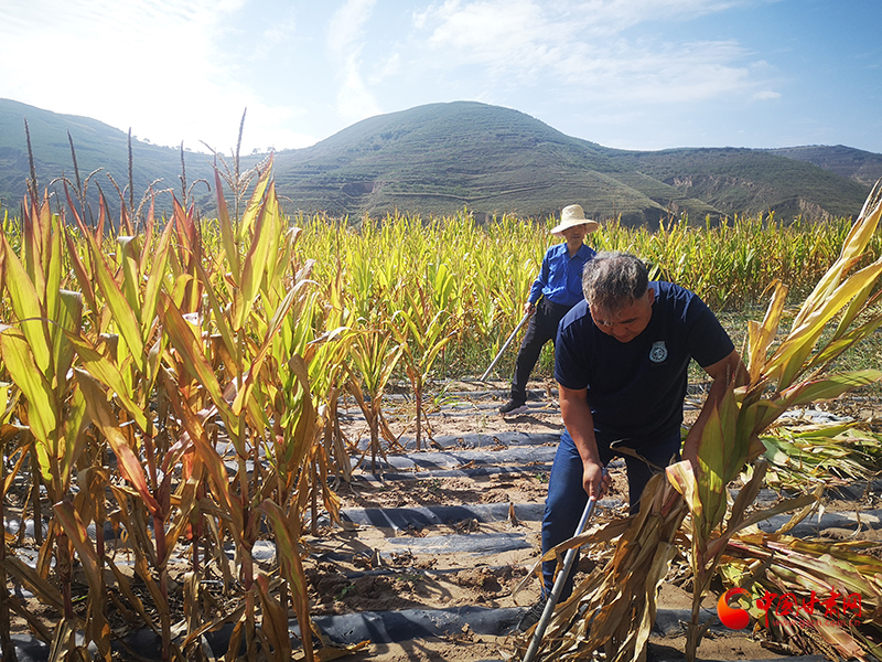 【慶豐收 感黨恩】定西安定：劉鴻奎的豐收節(jié)！