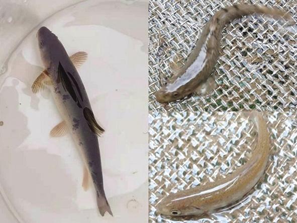 祁連山生態(tài)環(huán)境持續(xù)改善 野生土著魚(yú)重現(xiàn)莊浪河