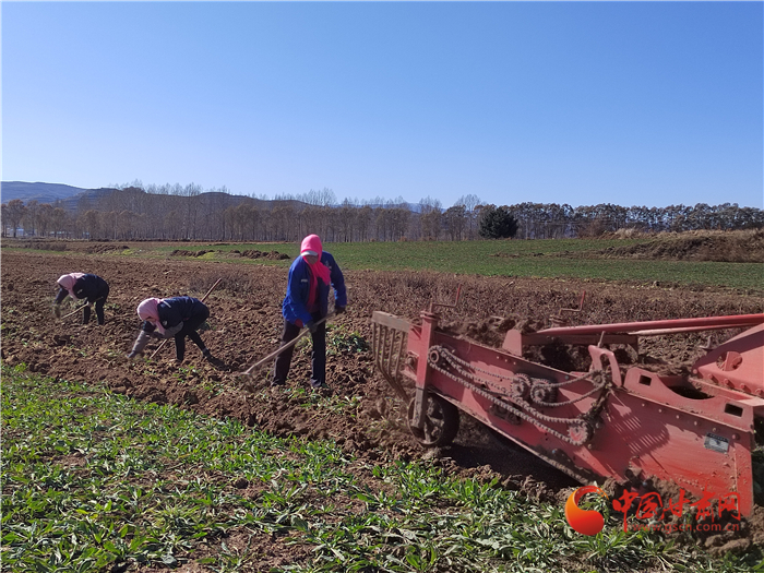 【小康圓夢(mèng)·看甘肅】平?jīng)鋈A亭市：中藥材豐收正當(dāng)時(shí) “苦產(chǎn)業(yè)”甜了農(nóng)戶(hù)心