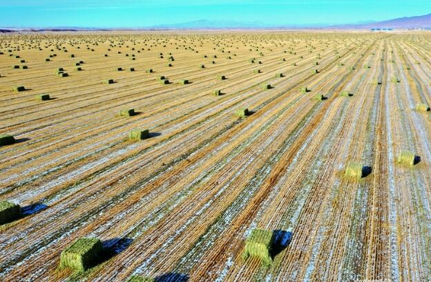 【“飛閱”中國(guó)】瞰！山丹馬場(chǎng)撒“青豆”