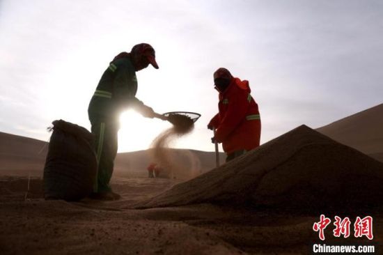 圖為“駱駝保姆”用土方法清理駝糞?！垥粤?攝