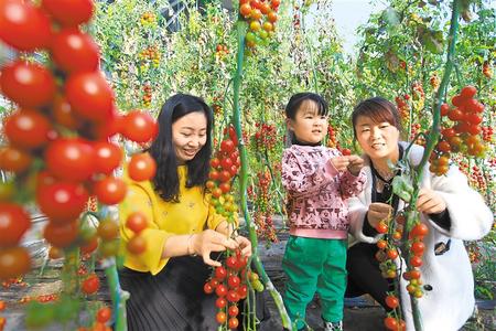 酒泉市肅州區(qū)東洞戈壁產(chǎn)業(yè)園里的圣女果、人參果陸續(xù)成熟上市