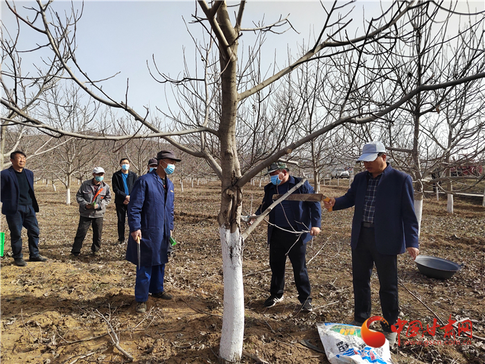 【甘快看】平?jīng)鋈A亭市：核桃管護培訓為群眾釋疑解難