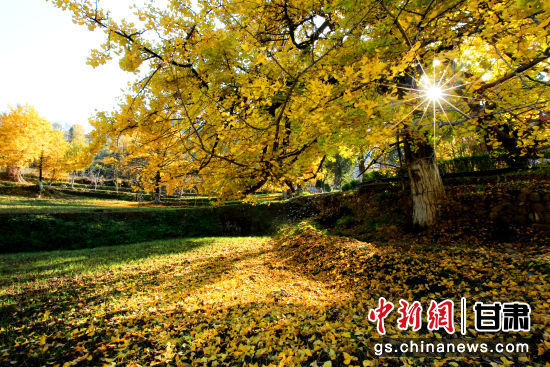 隴南徽縣銀杏樹最美的時(shí)候，當(dāng)屬每年的10月至11月。圖為樹葉已染黃的銀杏樹。張承榮 攝