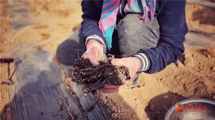 【隴拍客】好消息！榆中縣馬坡鄉(xiāng)在高海拔的馬銜山山麓種植1500畝當(dāng)歸