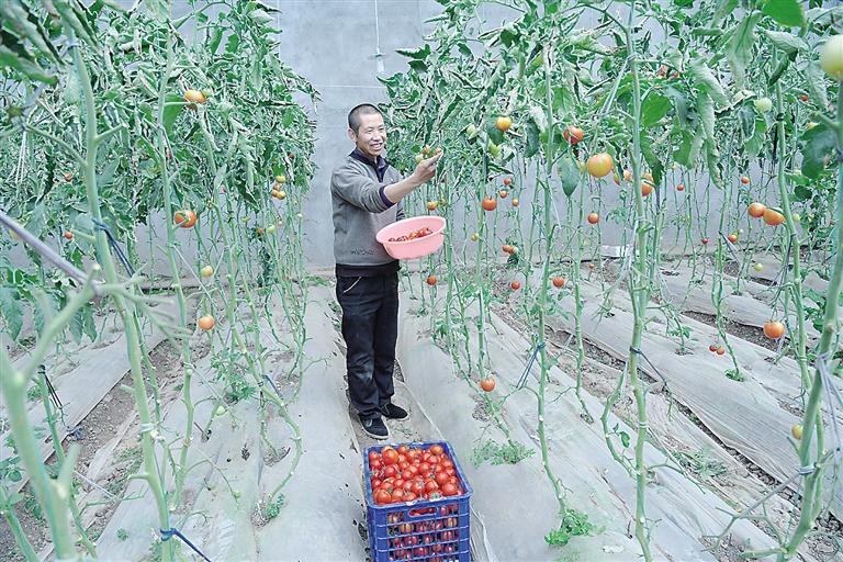 臨夏縣尹集、刁祁鎮(zhèn)易地扶貧搬遷后續(xù)產業(yè)園有日光溫室534座