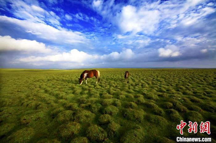 圖為甘肅甘南藏族自治州草原風光。(資料圖) 艾慶龍 　攝