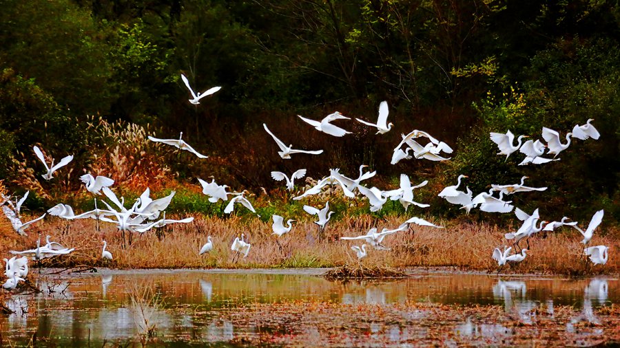 白鷺翩躚舞初冬。吳康軍攝