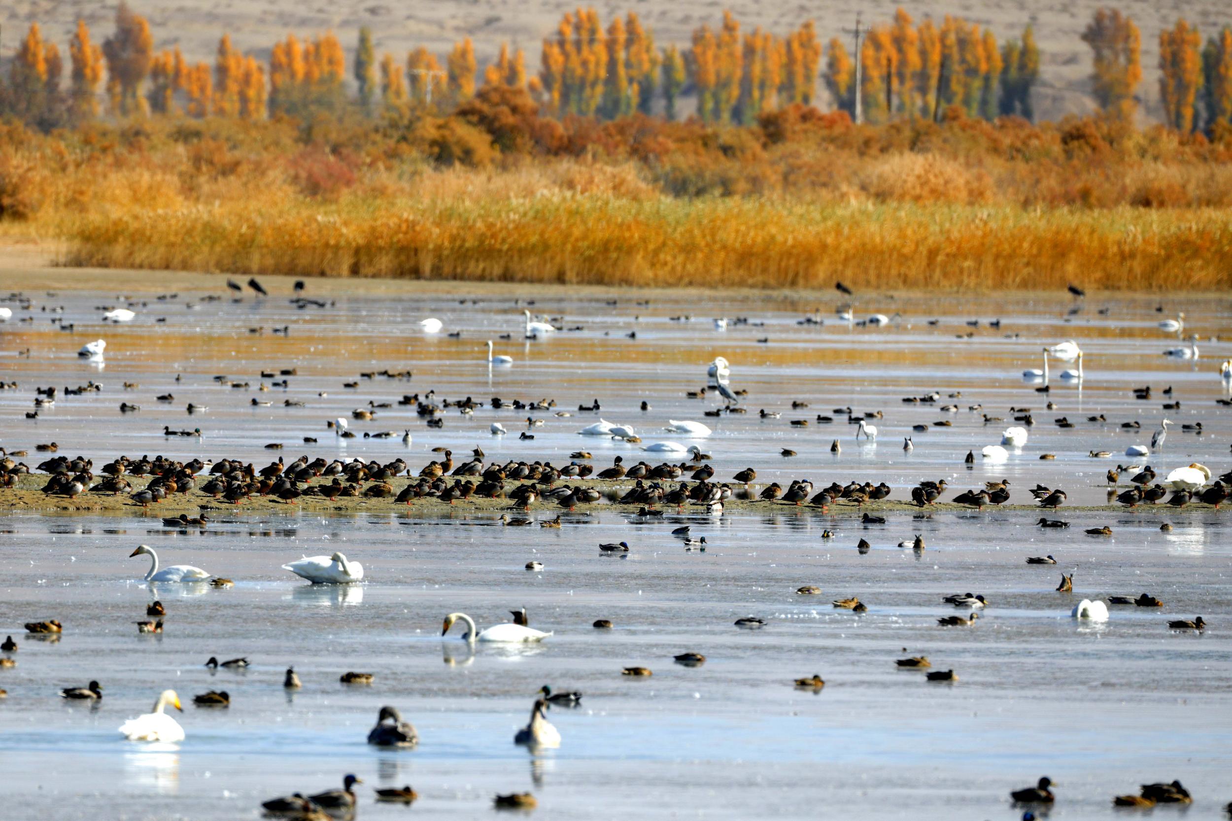 天鵝飛抵高臺縣黑河濕地嬉戲覓食、棲息越冬。尹昭霞攝