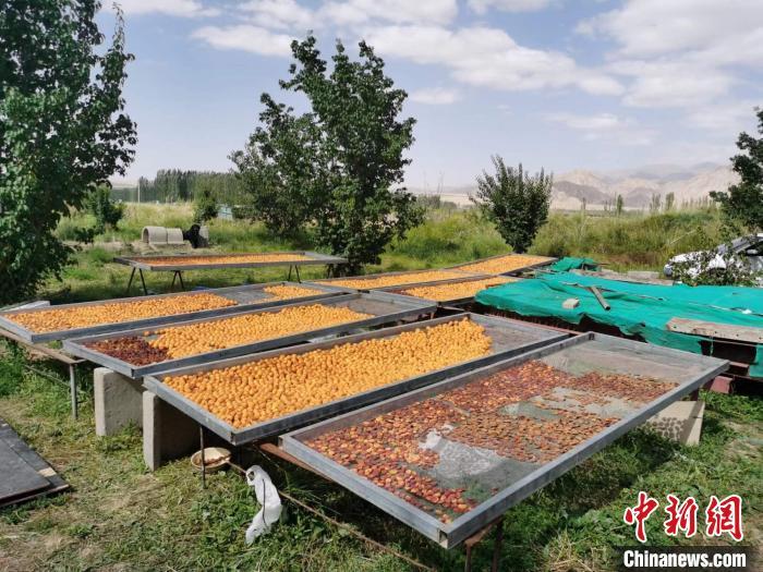 圖為肅北蒙古族自治縣的“李廣杏”。(資料圖) 受訪者供圖