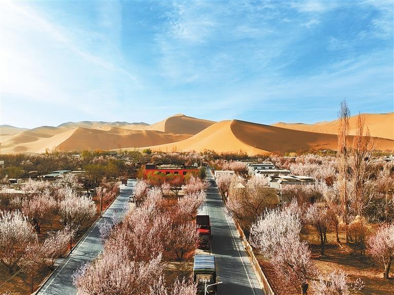 近日，敦煌鳴沙山下的李廣杏杏花陸續(xù)開放，美如畫卷。新甘肅·甘肅日報通訊員　張曉亮