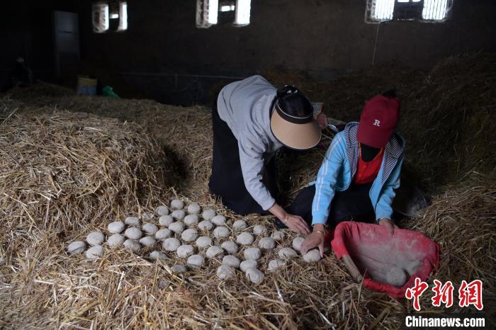 酒曲成型之后入曲房，入室之前要灑水，再鋪青稞草，防止曲塊的水分被吸走，曲房內有通風道、窗戶、暖氣、電熱爐等各種控制曲房溫度的設備。圖為5月10日，工作人員將成型的曲塊搬運到曲房。九美旦增　攝