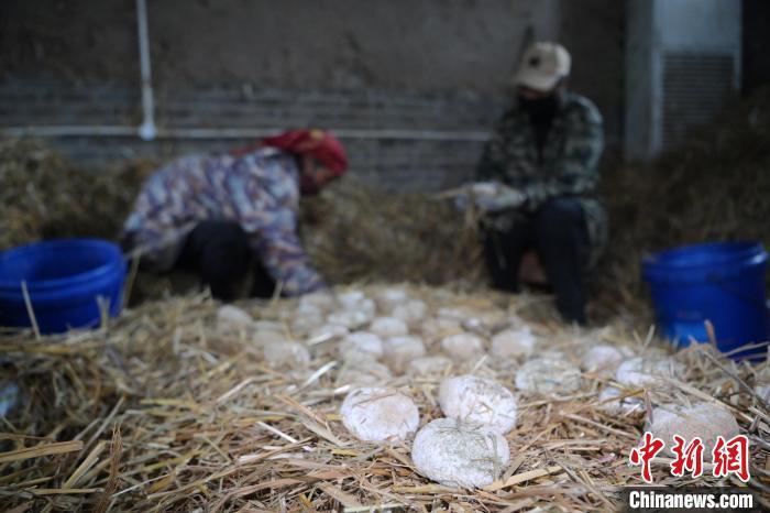 酒曲從曲坯入房培養(yǎng)到培養(yǎng)結束，整個培養(yǎng)周期控制在4至8天，曲坯的要求光滑，軟硬適宜，手按曲坯不松散，結實，薄厚一致。圖為5月10日，工作人員準備將培養(yǎng)好的曲坯拿到外面晾曬。九美旦增　攝