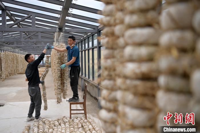 圖為5月10日，工作人員將用青稞面和青稞草等制成的曲坯用繩子串起來晾曬。九美旦增　攝