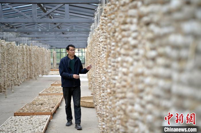 圖為5月10日，工作人員檢查晾曬的曲胚。九美旦增　攝